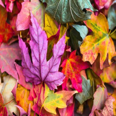 Fatigué cet Automne ? Essayez Cet Exercice Miracle pour Recharger Votre Énergie !