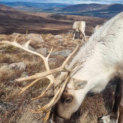 #7 Les Cairngorms d’Ecosse (ou comment l’Ecosse peut être à la fois effrayante et réconfortante)