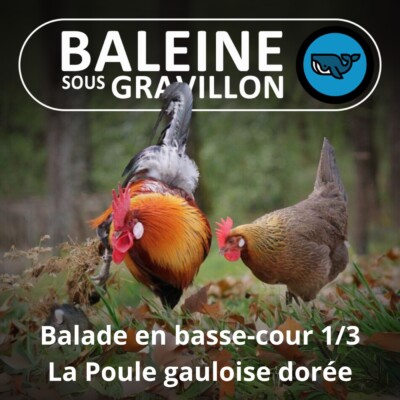 S07E79 Balade en basse-cour 1/3 : Nos ancêtres les (poules) Gauloises (Rémi Dupouy)