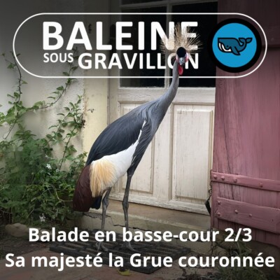 S07E80 Balade en basse-cour 2/3 : C’est qui la patronne ? La Grue couronnée ! (Rémi Dupouy)