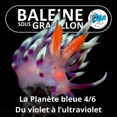 S07E85 La Planète bleue 4/6 : Du violet à l’ultraviolet