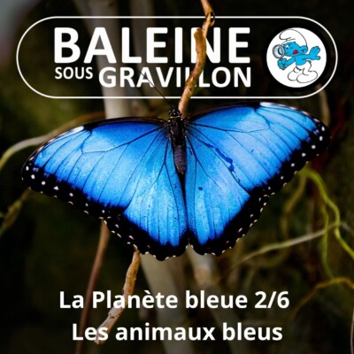 S07E83 La Planète bleue 2/6 : Les animaux bleus