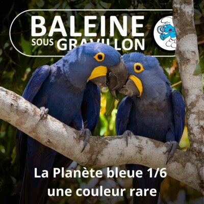 S07E82 La Planète bleue 1/6 : une couleur rare... donc précieuse