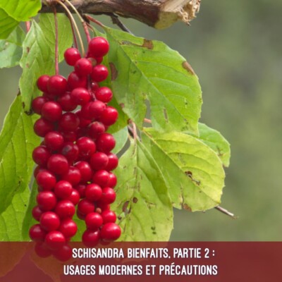 Schisandra bienfaits, partie 2 : usages modernes et précautions