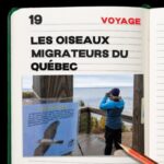 #19. Les oiseaux migrateurs du Québec