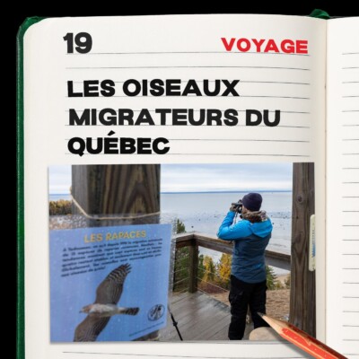 #19. Les oiseaux migrateurs du Québec