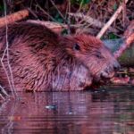 Le castor, ingénieur de la nature