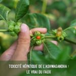 Toxicité hépatique de l&rsquo;ashwagandha – le vrai du faux