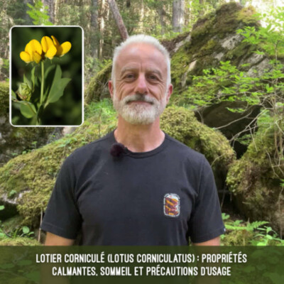 Lotier corniculé (Lotus corniculatus) – propriétés calmantes, sommeil et précautions d’usage