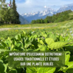 Impératoire (Peucedanum ostruthium) – usages traditionnels et études sur une plante oubliée