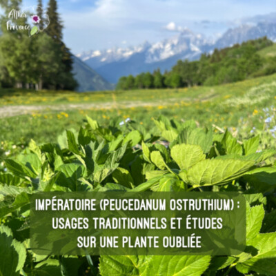 Impératoire (Peucedanum ostruthium) – usages traditionnels et études sur une plante oubliée