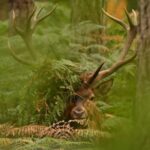 Le cerf, fantôme des bois