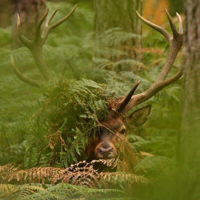 Le cerf, fantôme des bois