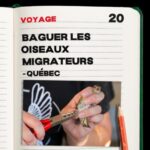 #20. Baguer les oiseaux migrateurs – Québec