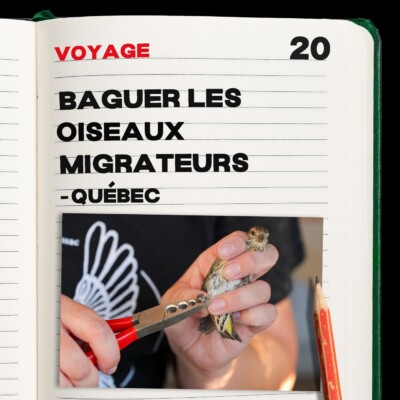 #20. Baguer les oiseaux migrateurs – Québec