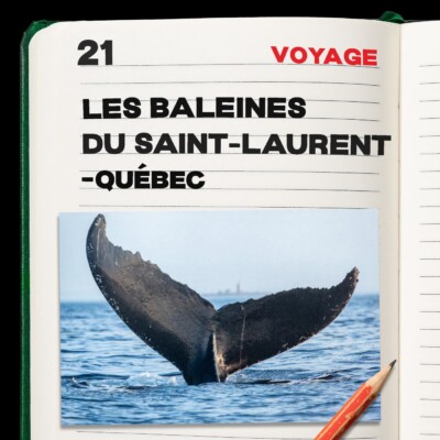 #21. Les baleines du St Laurent – Québec