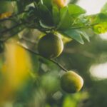 Les oreilles sentent : sélection parfums chaleurs. part 1. Mes hespéridés
