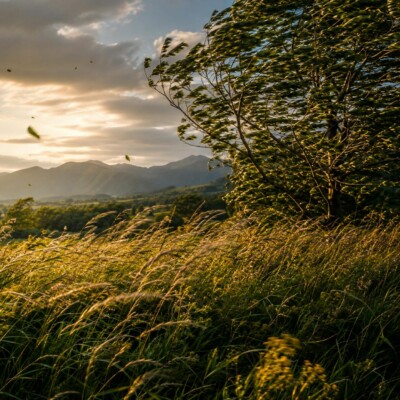 🌬️ VENT doux et régulier pour plonger dans le calme — 1 H de BRISE naturelle pour méditer, lire et retrouver la sérénité
