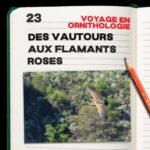 #23. Le voyage en ornithologie – épisode 2.  des vautours aux flamants roses