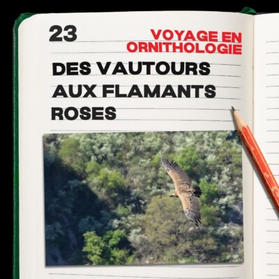 #23. Le voyage en ornithologie – épisode 2.  des vautours aux flamants roses