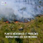 Plantes et problèmes respiratoires liés aux incendies