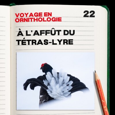 #22. Le voyage en ornithologie – épisode 1 à l’affût du Tétras-Lyre.