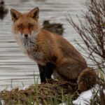 Le renard, pas si chenapan