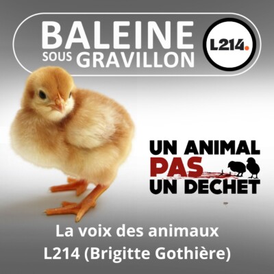 SPÉCIAL Journée mondiale des animaux : L214 , la voix et les yeux de la protection animale (Brigitte Gothière)