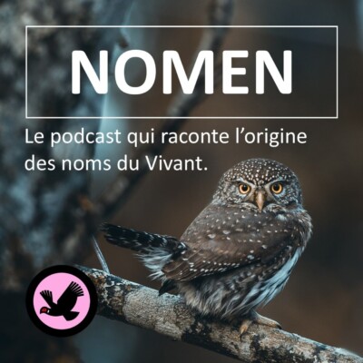 Qui sont les 3 frères de BSG ? (2/3), Nomen : Les plus étonnantes origines des noms des espèces