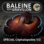 Les Céphalopodes 1/2 : Poulpes, Calmars, Seiches et même… Vampire ! (Marjorie Roscian)